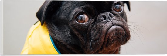 WallClassics - Acrylglas - Zwarte Hond met Gele Jas - 60x20 cm Foto op Acrylglas (Met Ophangsysteem)