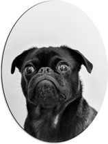 WallClassics - Dibond Ovaal - Dog in Black - 51x68 cm Foto op Ovaal (Met Ophangsysteem)