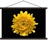 Posterhanger incl. Poster - Schoolplaat - Een gele Chrysanthemum op een zwarte achtergrond - 150x100 cm - Zwarte latten