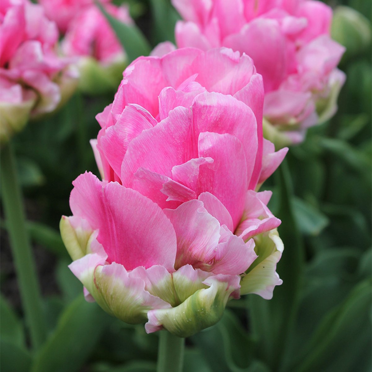 Tulp Double Arosa® | 10 stuks | Dubbel laat | Roze | Tulpenbollen