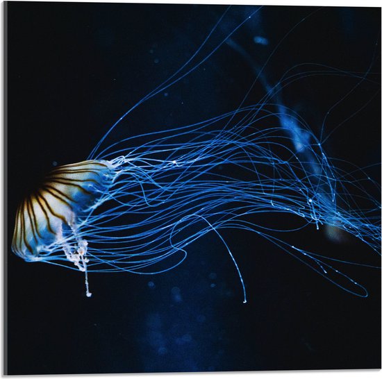 WallClassics - Acrylglas - Geel met Blauwe Kwal onder Water - 50x50 cm Foto op Acrylglas (Met Ophangsysteem)