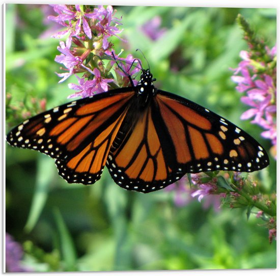 WallClassics - Panneau en mousse PVC - Papillon Oranje /noir sur Bloem rose - Photo 50x50 cm sur panneau en mousse PVC (avec système de suspension)