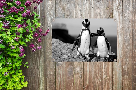 Posters de jardin extérieur Deux pingouins s'enlaçant sur un rocher - noir et blanc - 90x60 cm - Toile jardin - Affiche extérieur