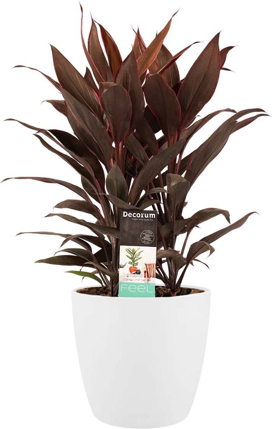 Cordyline verzorging tips & informatie