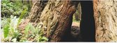 WallClassics - Poster (Matte) - Hideout in a Tree - 150x50 cm Photo sur Papier Poster avec un aspect Mat