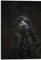 WallClassics - Dibond - Donkere Aap - 50x75 cm Foto op Aluminium (Met Ophangsysteem)