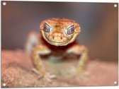 WallClassics - Tuinposter – Bruine Hagedis Reptiel - 80x60 cm Foto op Tuinposter  (wanddecoratie voor buiten en binnen)