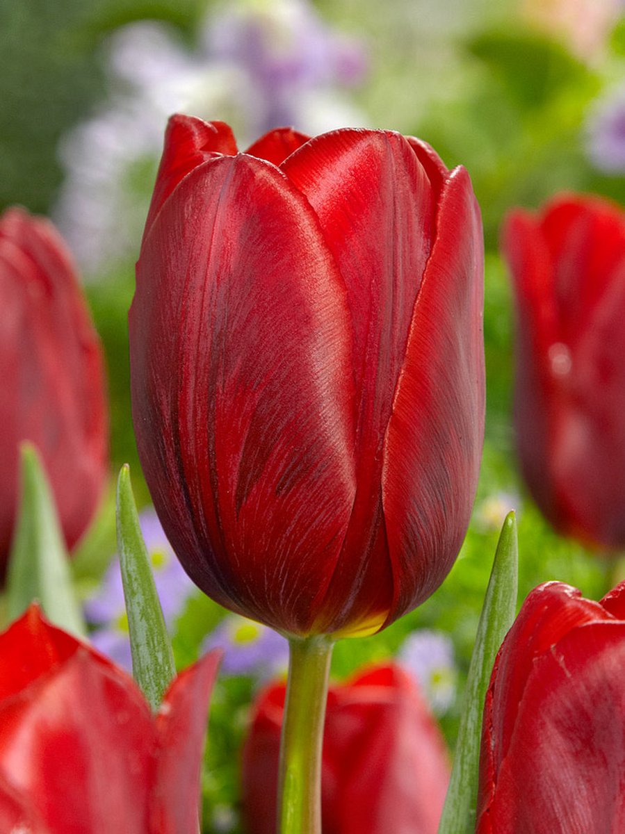 250x Tulpen 'Couleur cardinal' - BULBi® Bloembollen met bloeigarantie