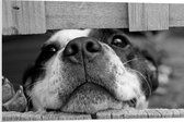 WallClassics - PVC Schuimplaat - Nieuwsgierige Hond Zwart / Wit - 90x60 cm Foto op PVC Schuimplaat (Met Ophangsysteem)