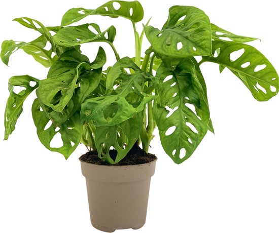 Monkey Mask Monstera kopen