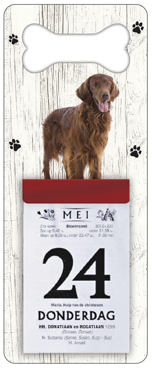 Scheurkalender 2026 Hond: Irish Setter