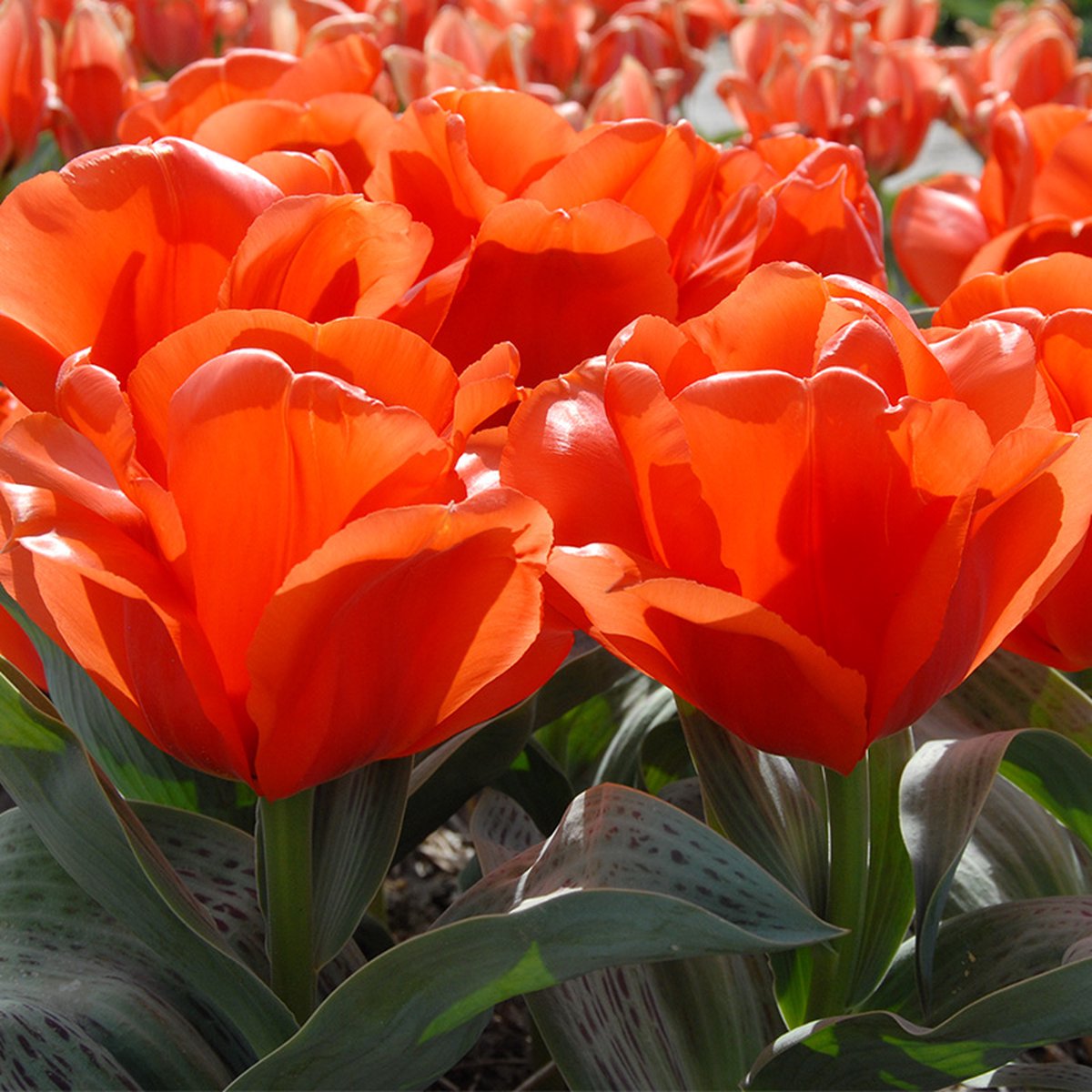Tulp Giant Orange Sunrise | 10 stuks | Greigii | Oranje