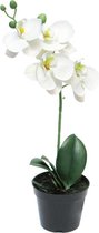 By Kohler Phalaenopsis Bora x1 in pot 35 cm (114989)