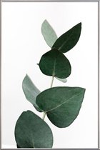 JUNIQE - Poster met kunststof lijst Eucalyptus 4 -20x30 /Groen