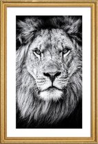 JUNIQE - Poster met houten lijst Leeuwenfoto -30x45 /Wit & Zwart