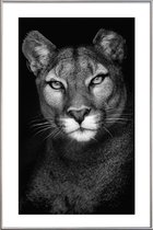JUNIQE - Poster met kunststof lijst Lioness -40x60 /Grijs & Zwart