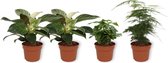 Set van 4 Kamerplanten - 2x Philodendron White Wave & 1x Coffea Arabica  & 1x Asparagus Plumosus - ± 25cm hoog - 12cm diameter
