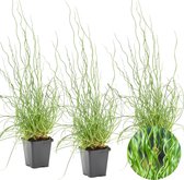 Kurkentrekkersgras | Juncus 'Spiralis' 3x - Vijverplant in kwekerspot ⌀9 cm - ↕15 cm