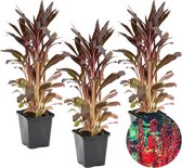 Lobelia 'Queen Victoria | Kardinaalsbloem 3x - Vijverplant in kwekerspot ⌀9 cm - ↕15 cm