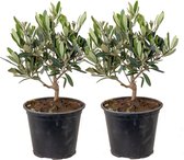 Olijfboom per 2 stuks | Olea Europaea - Buitenplant in kwekerspot ⌀14 cm - ↕30-40 cm