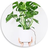 Forex Wandcirkel - Witte Plantenpot op Handen - 30x30cm Foto op Wandcirkel (met ophangsysteem)