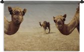 Wandkleed Kameel - Kamelen in Doha Gatar Wandkleed katoen 120x80 cm - Wandtapijt met foto
