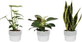 Set van 3 Kamerplanten - Philodendron White Wave & Monstera Deliciosa &Sansevieria Superba - ±  30cm hoog - 12cm diameter - in betonnen witte pot