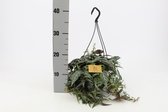 Kamerplant van Botanicly – Parthenocissus inserta in hangpot als set – Hoogte: 25 cm
