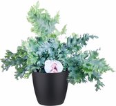 Phlebodium ‘Davana’ in ELHO sierpot (zwart) - 48 cm, Ø 18 cm