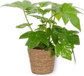 Kamerplant Fatsia Japonica – Vingerplant - ± 25cm hoog – 12 cm diameter - in bruine mand