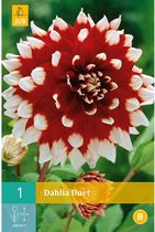 X 1 DAHLIA DUET I