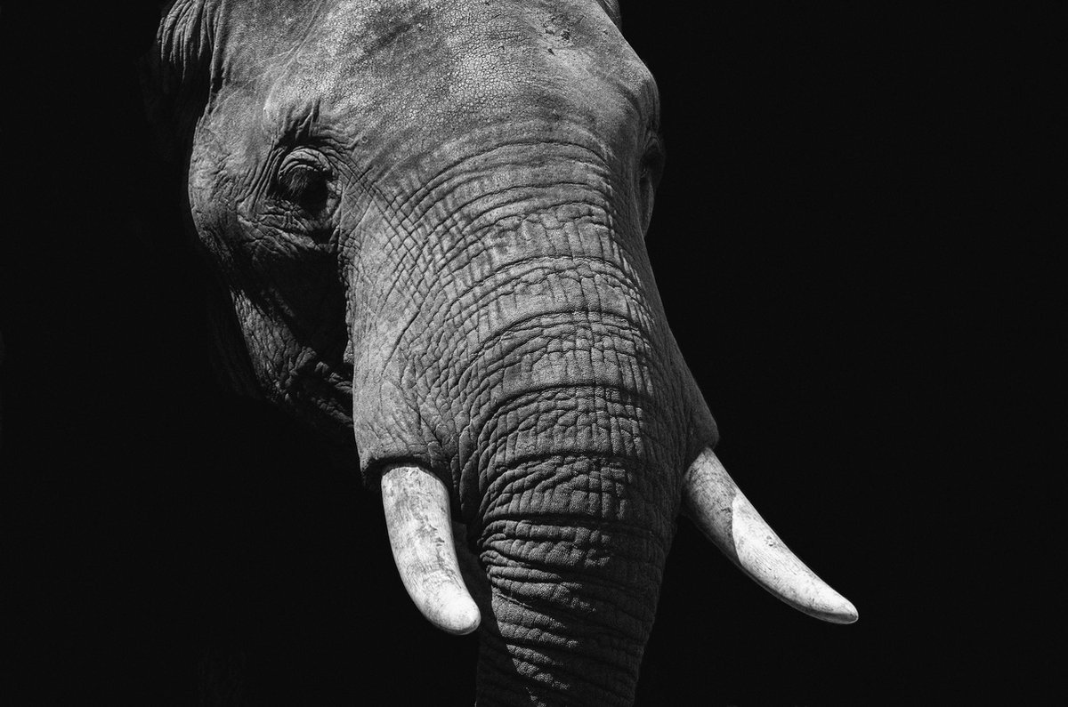 Schilderij - olifant - Collectie faces - Dibond wit - 148x98cm