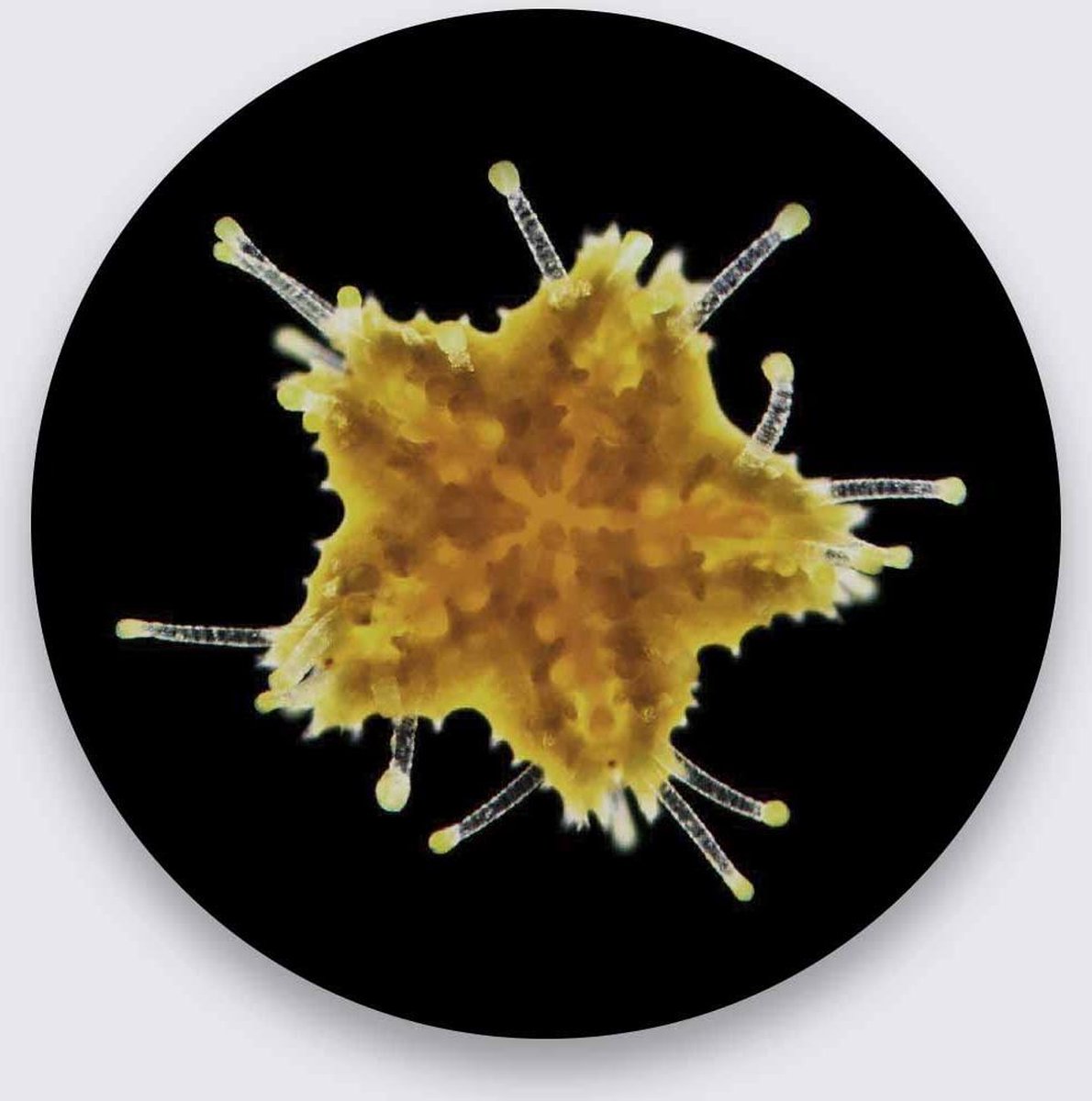 Schilderij - zeester - Collectie Wonder life - Pure Metal - 70 cm rond