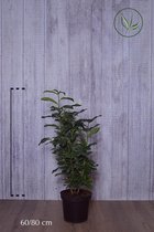 10 stuks | Laurier Genolia ® Pot 60-80 cm | Standplaats: Half-schaduw | Latijnse naam: Prunus laurocerasus Genolia ®