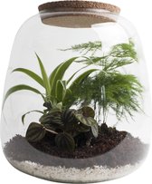 Ecosysteem met verlichting - Plant in glas - Ecosysteem in Glas met LED-verlichting - Met 3 leuke Planten (Asparagus, Peperomia, Chlorophytum) - Ø 23.5 cm - Hoogte 25 cm | Kamerplant