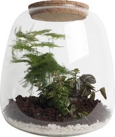 Ecosysteem met verlichting - Plant in glas -  Ecosystem - Ecosysteem in Glas met LED-verlichting - Met 3 leuke Planten (Asparagus, Peperomia, Sedum) - Ø 23.5 cm - Hoogte 25 cm | Kamerplant