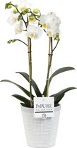 Orchidee | Plant in pot | Orchidee van vriendschap en om te zeggen: je bent prachtig - Ø 12 cm - ↕️ Hoogte 50 cm (waarvan +/- 35 cm plant en 13 cm pot)