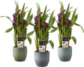 LEAF HOME - Zantedeschia Paars - Bergamo Keramiek - 3 Stuks - Groene Kamerplant - Geeft Sfeer En Zuurstof - ↨ 40cm - ⌀ 12cm