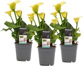 FloriaFor - Zantedeschia Geel (3 Stuks) - - ↨ 40cm - ⌀ 12cm
