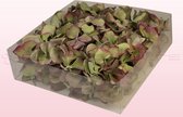 Hortensiablaadjes | 100% natuurlijk | Vintage groen | 2 liter