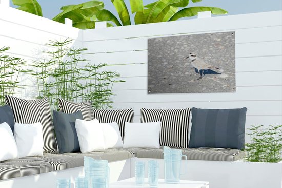 Kentish plover on a stone beach Garden poster 60x40 cm - small - Toile de jardin / Toile d'extérieur / Peintures pour l'extérieur (décoration de jardin)