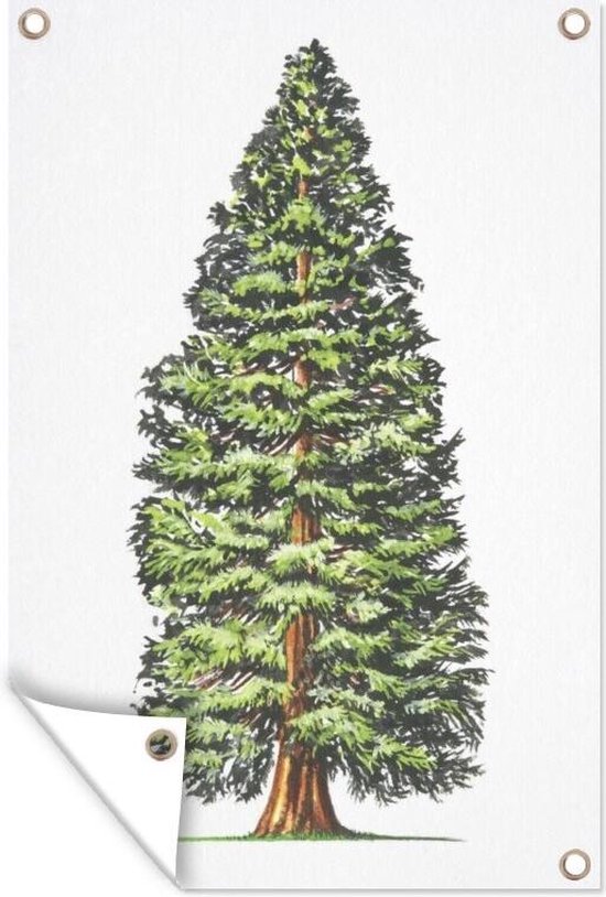 Tuinposters buiten Een wetenschappelijke tekening van een Redwood boom