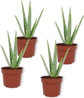 Set van 4 Kamerplanten - Aloe Vera - ± 25cm hoog - 12cm diameter