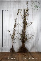 25 stuks | Meidoornhaag Blote wortel 125-150 cm - Inbraakwerend - Populair bij vogels - Bladverliezend - Bloeiende plant