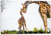 Tuinposter – Knuffelende Giraffen  - 60x40cm Foto op Tuinposter  (wanddecoratie voor buiten en binnen)
