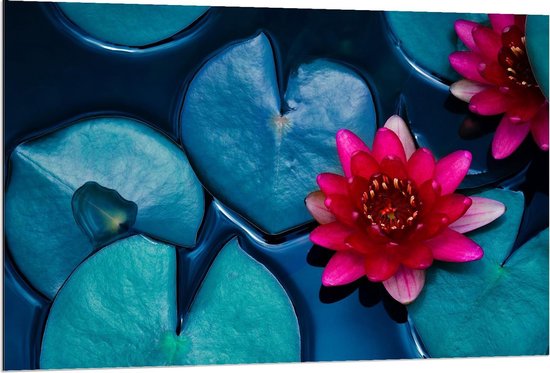 Dibond - Blauwe Leliebladeren met Roze Bloemen - 120x80cm Foto op Aluminium (Wanddecoratie van metaal)