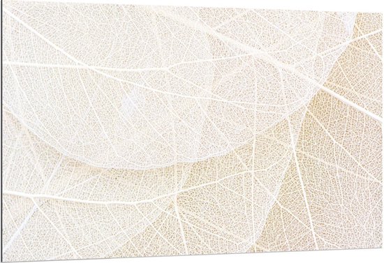 Dibond - Witte Nerven van Bladeren - 150x100cm Foto op Aluminium (Met Ophangsysteem)