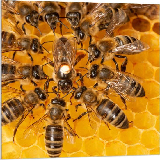 Dibond - Bijen in Honinggraat  - 80x80cm Foto op Aluminium (Wanddecoratie van metaal)