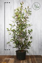 10 stuks | Glansmispel 'Red Robin' Pot 175-200 cm Extra kwaliteit - Vruchtdragend - Wintergroen - Bloeiende plant - Makkelijk te snoeien