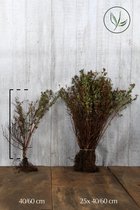 25 stuks | Heesterganzerik 'Goldfinger' Blote wortel 40-60 cm - Bladverliezend - Bloeiende plant - Geschikt als lage haag - Insectenlokkend